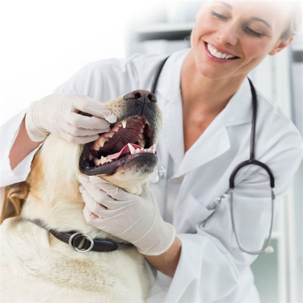 Dog Toothpaste – Tartar Control & Breath Freshener for Daily Dental Care